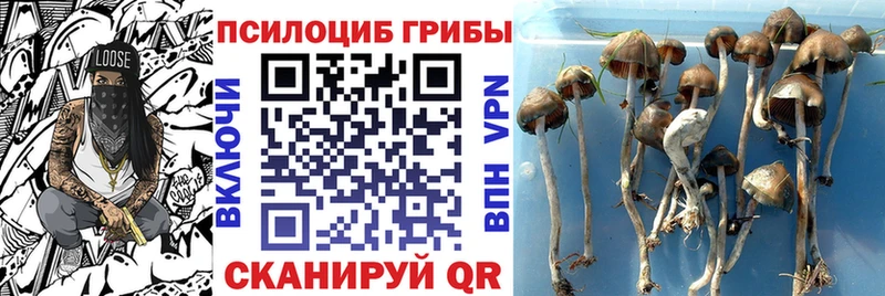 Галлюциногенные грибы Psilocybe наркотики KRAKEN ONION Рошаль